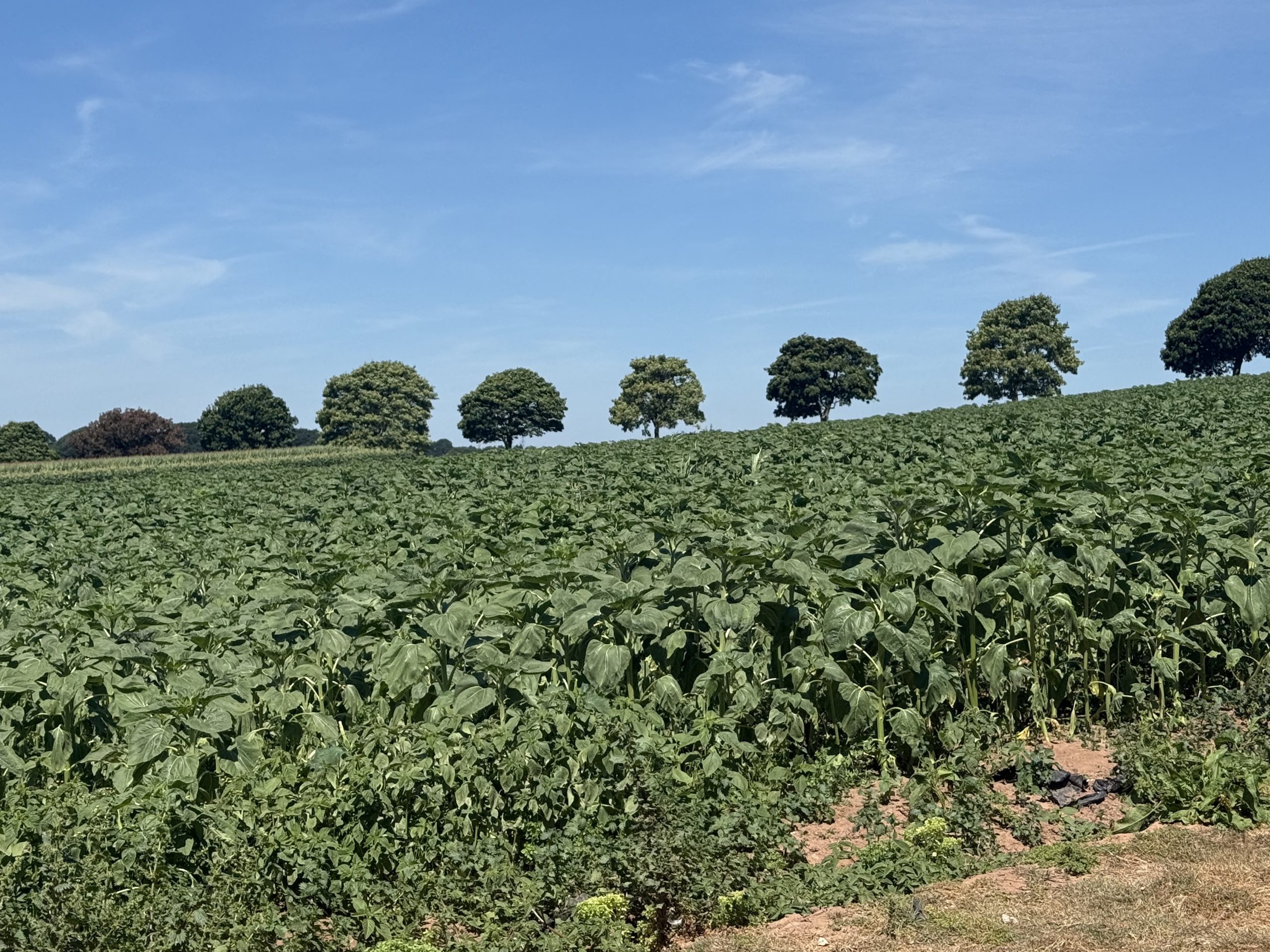 Why Do Student Counsellors Need Therapy?